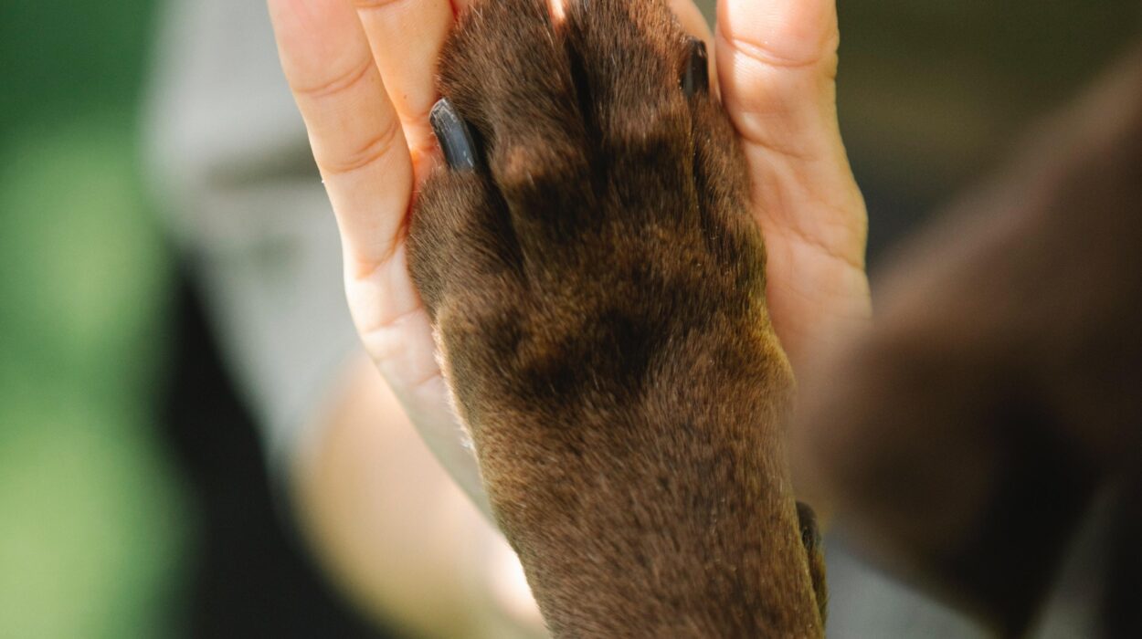 Terapia con patas